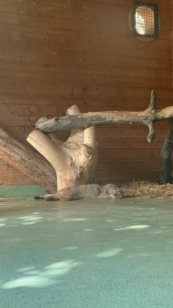 A photograph of Naré in Yerevan Zoo