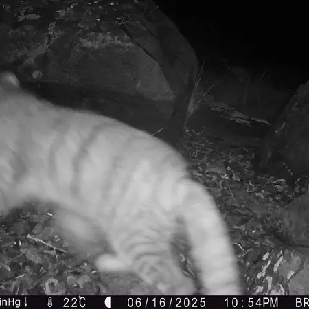 A photograph of Otocolobus manul manul from Kiikbai camera trap