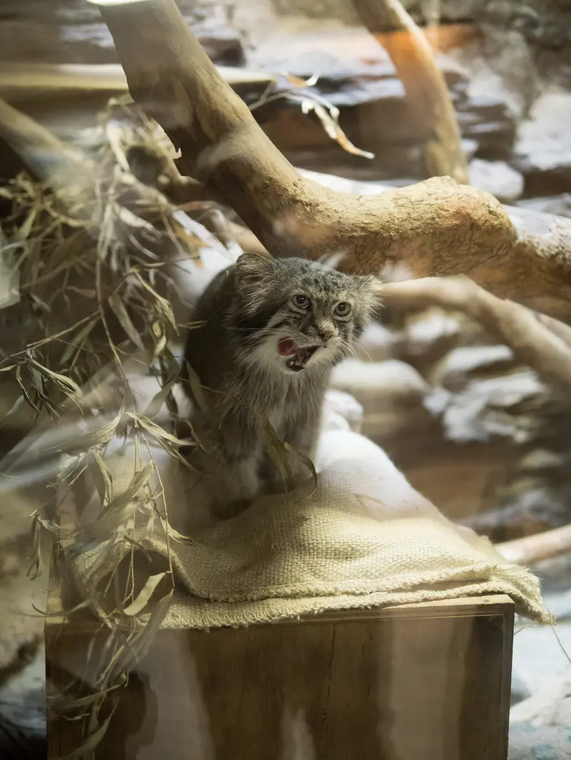 A photograph of Klyon in Ueno Zoological Gardens