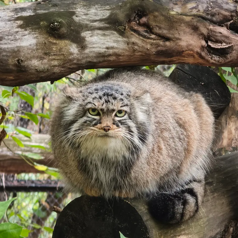 A photograph of Zosya in Novosibirsk Zoo