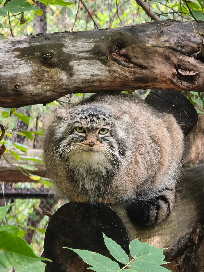A photograph of Zosya in Novosibirsk Zoo