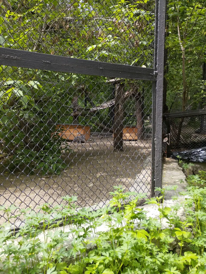 A photograph of a Pallas's cat in Novosibirsk Zoo