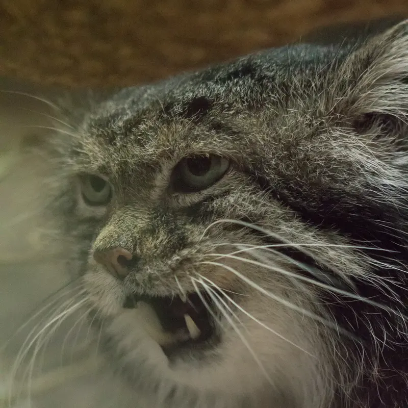 A photograph of Klyon in Ueno Zoological Gardens