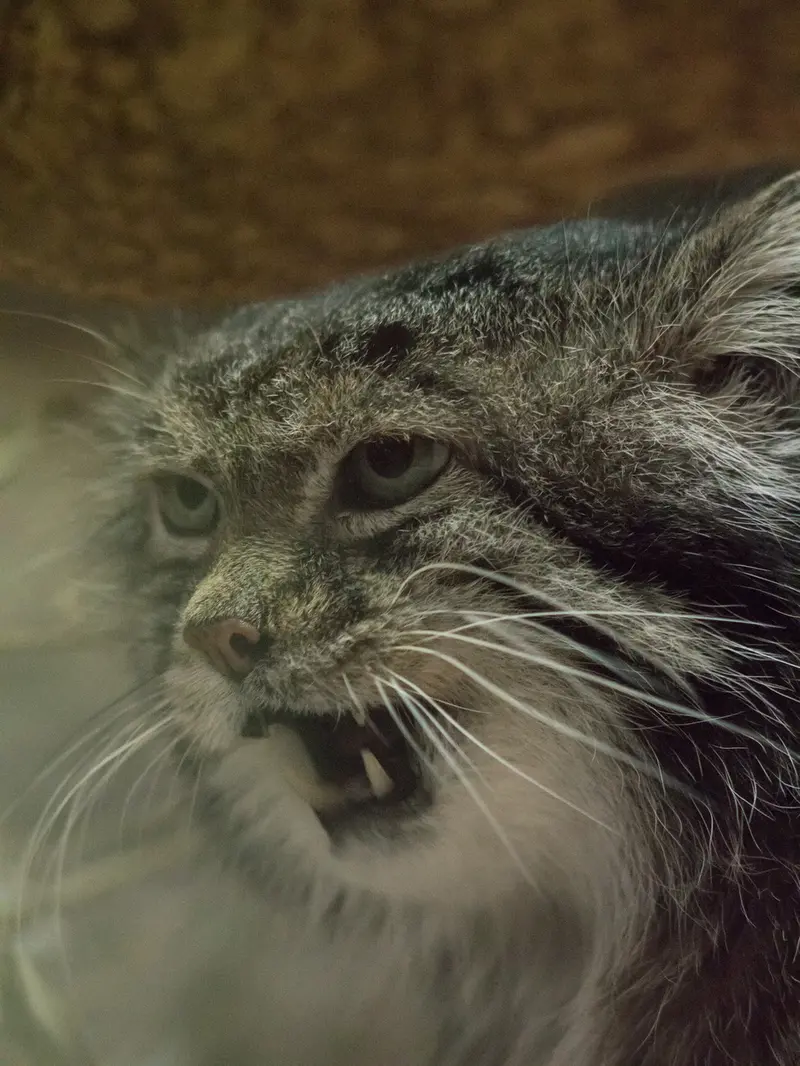 A photograph of Klyon in Ueno Zoological Gardens