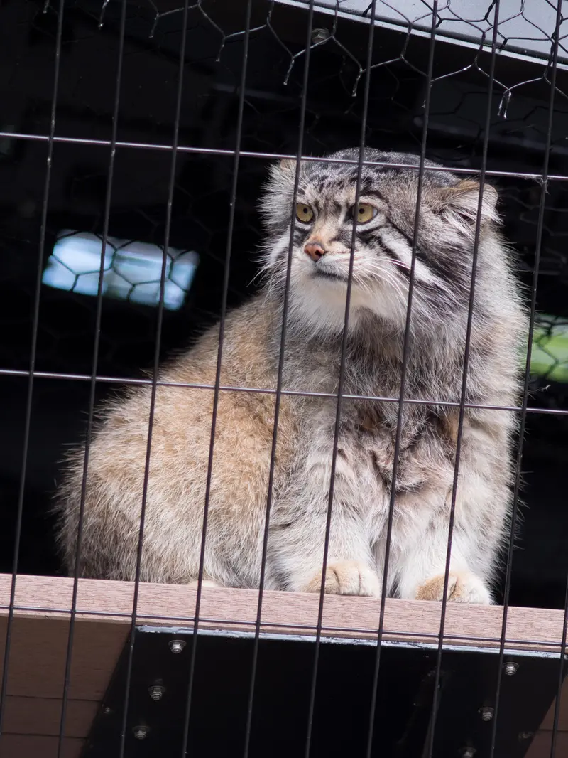 A photograph of Grusha in Asahiyama Zoo