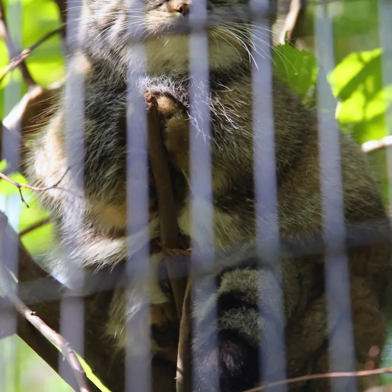 A photograph of Tsas in Kraków Zoo