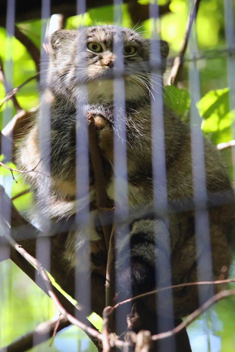 A photograph of Tsas in Kraków Zoo
