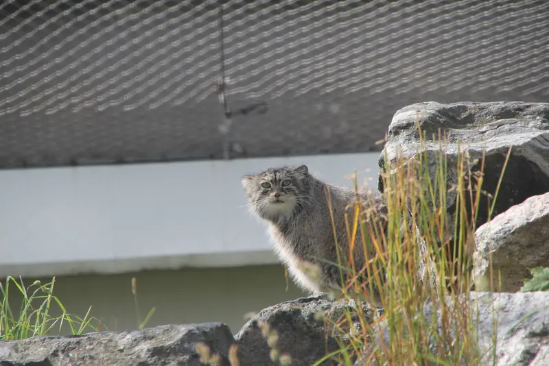 A photograph of Mimi in Korkeasaari Zoo