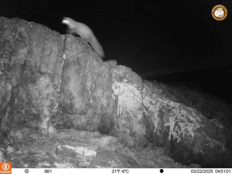 A photograph of Beech marten from Aktas-Kunkora camera trap