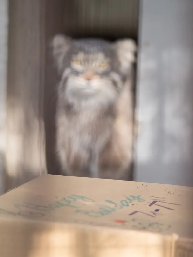 A photograph of Figa in Nogeyama Zoo