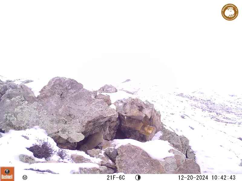 A photograph of Pika from Besshoky 1 camera trap