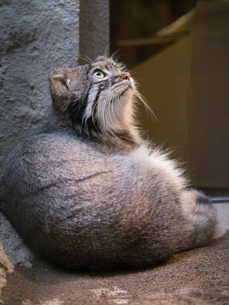 A photograph of Figa in Nogeyama Zoo