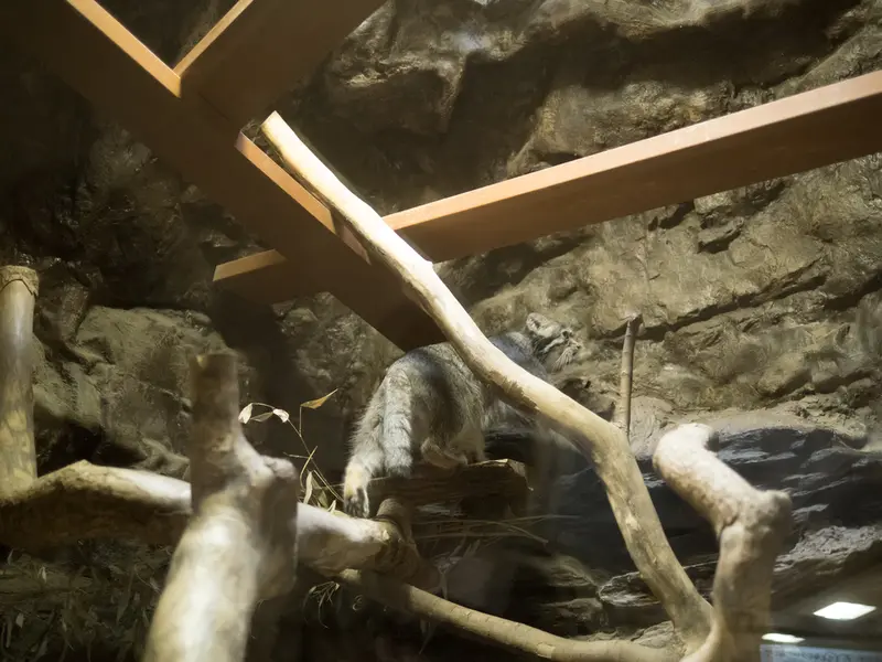 A photograph of Klyon in Ueno Zoological Gardens
