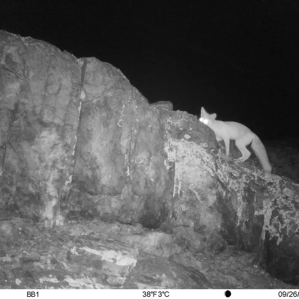 A photograph of Red fox from Aktas-Kunkora camera trap