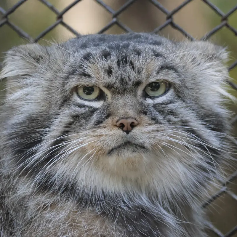 A photograph of George in Novosibirsk Zoo