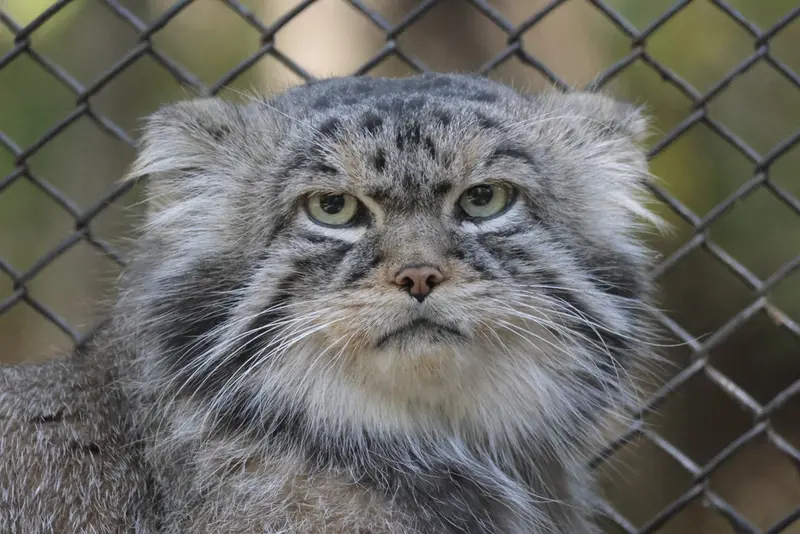A photograph of George in Novosibirsk Zoo