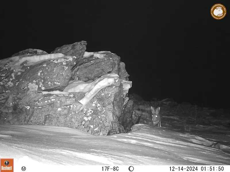 A photograph of Hare from Karashoky camera trap