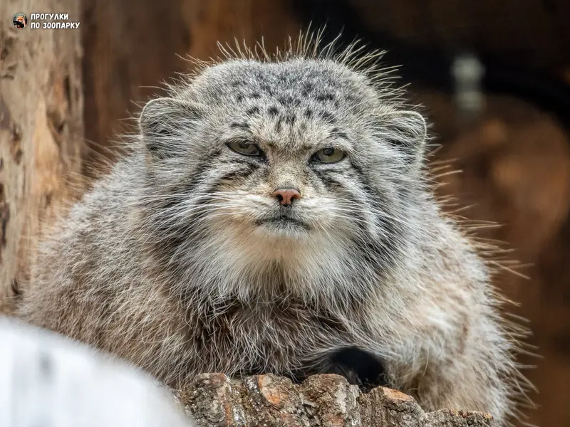 A photograph of Namika in Leningrad zoo