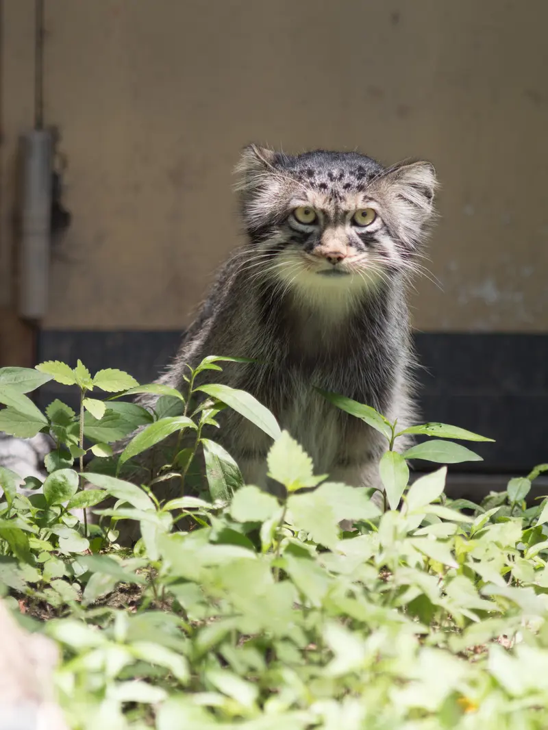 A photograph of Hide in Asahiyama Zoo