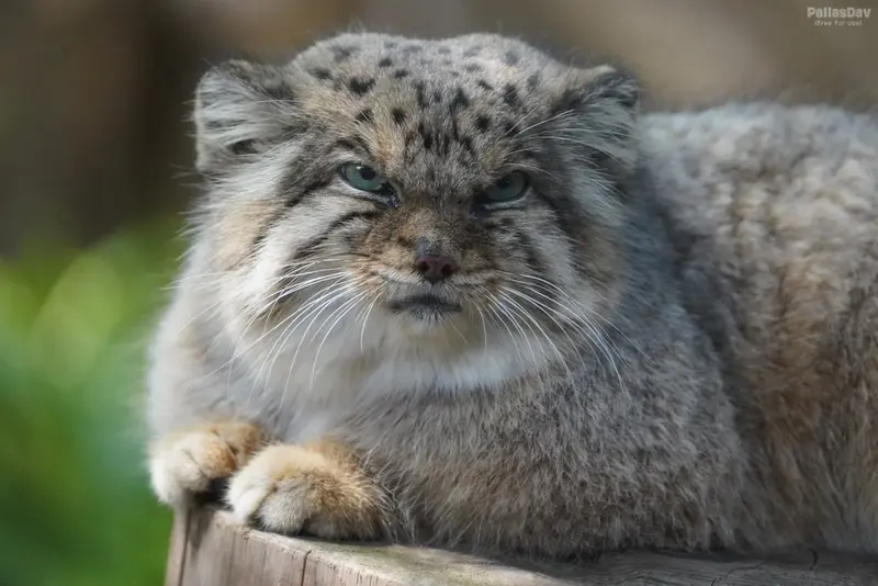 A photograph of Bor in Nasu Animal Kingdom