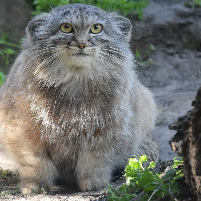 A photograph of Lucy in Budapest Zoo & Botanical Garden