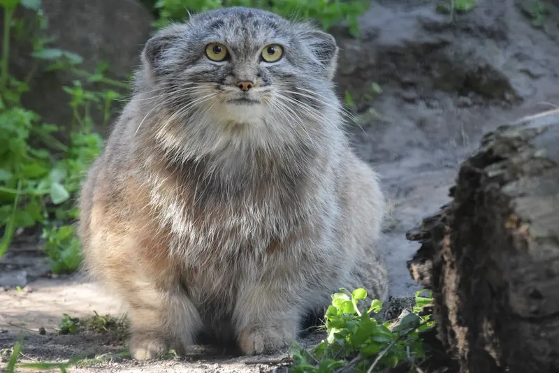 A photograph of Lucy in Budapest Zoo & Botanical Garden