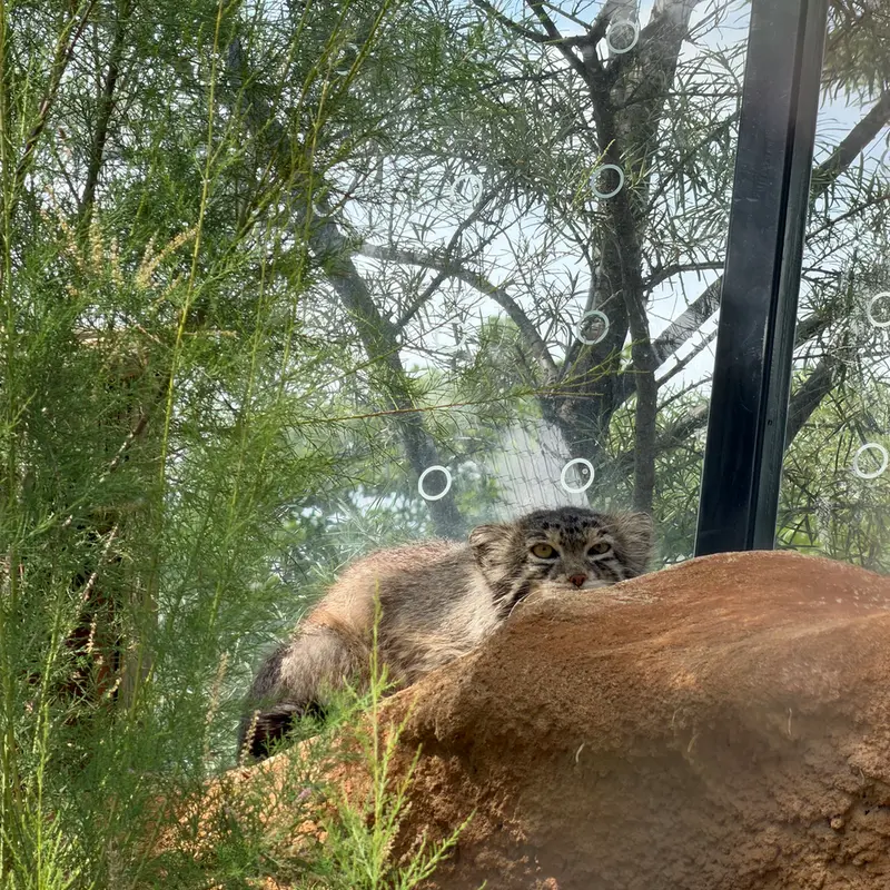 A photograph of Spay in Prague Zoo