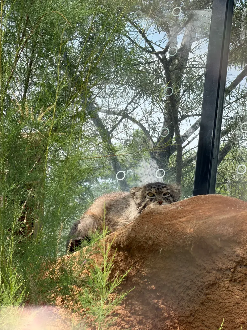 A photograph of Spay in Prague Zoo