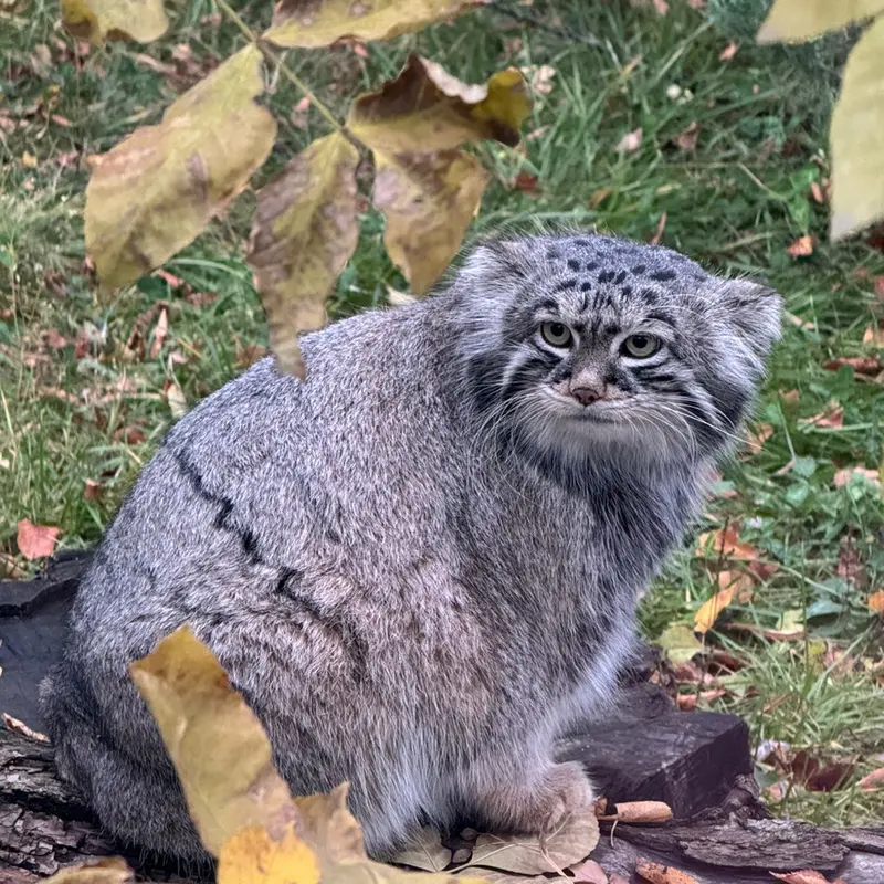 A photograph of Timofey in Moscow zoo