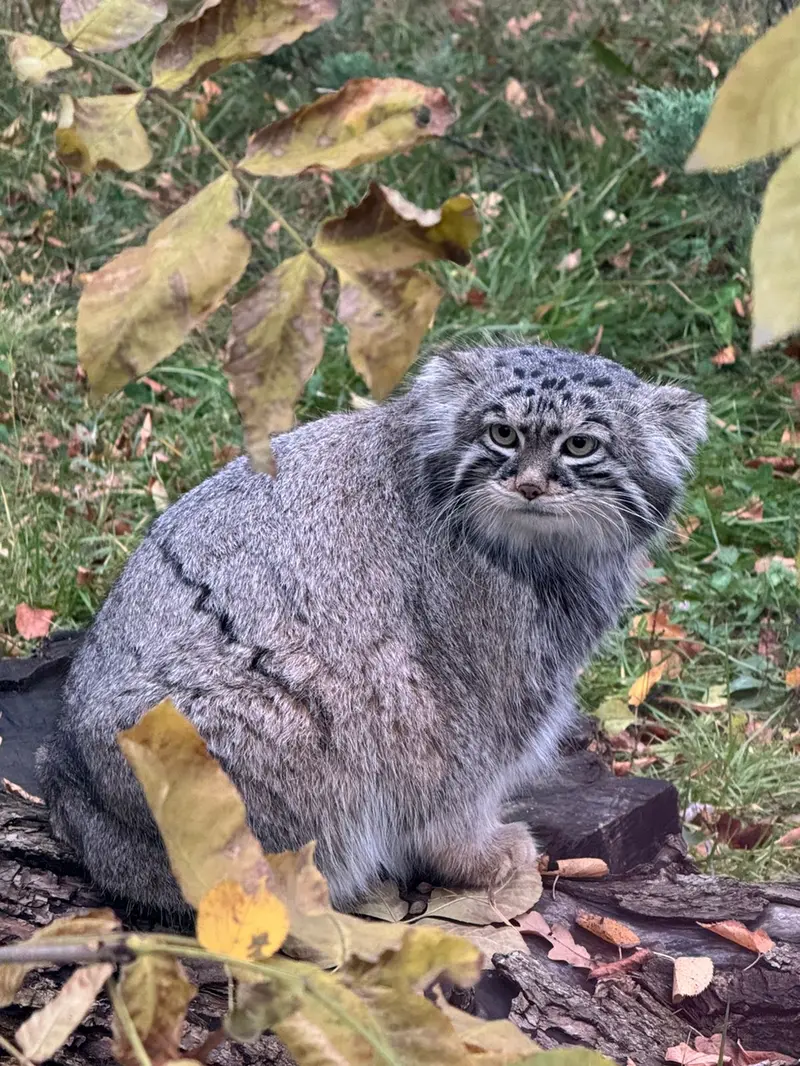 A photograph of Timofey in Moscow zoo