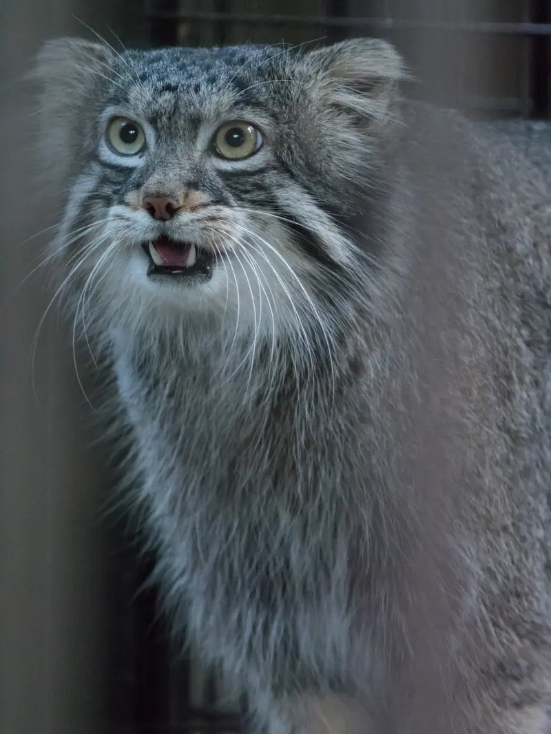 A photograph of Figa in Nogeyama Zoo