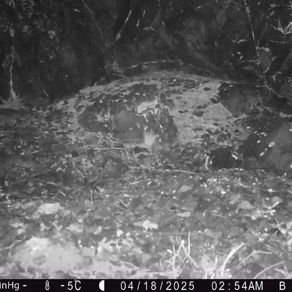 A photograph of Otocolobus manul manul from Egizkara [new] camera trap