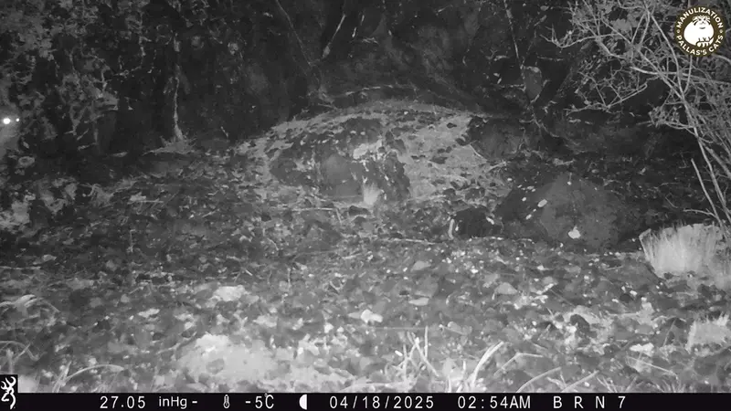 A photograph of Otocolobus manul manul from Egizkara [new] camera trap