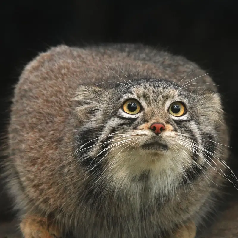 A photograph of Oto in Kobe Animal Kingdom
