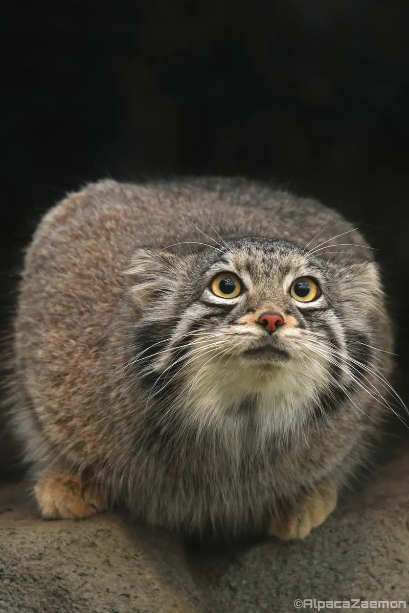 A photograph of Oto in Kobe Animal Kingdom