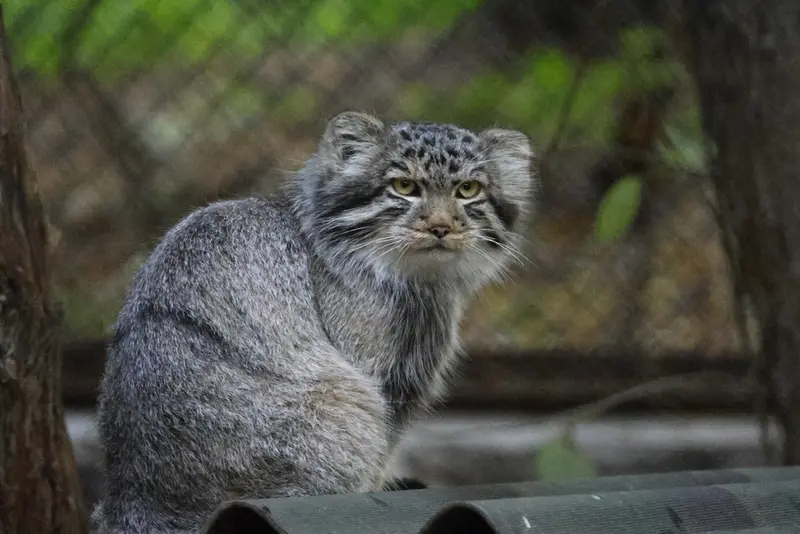 A photograph of a Pallas's cat