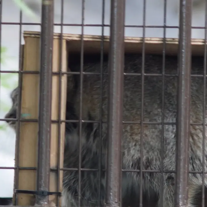 A photograph of Figa in Nogeyama Zoo