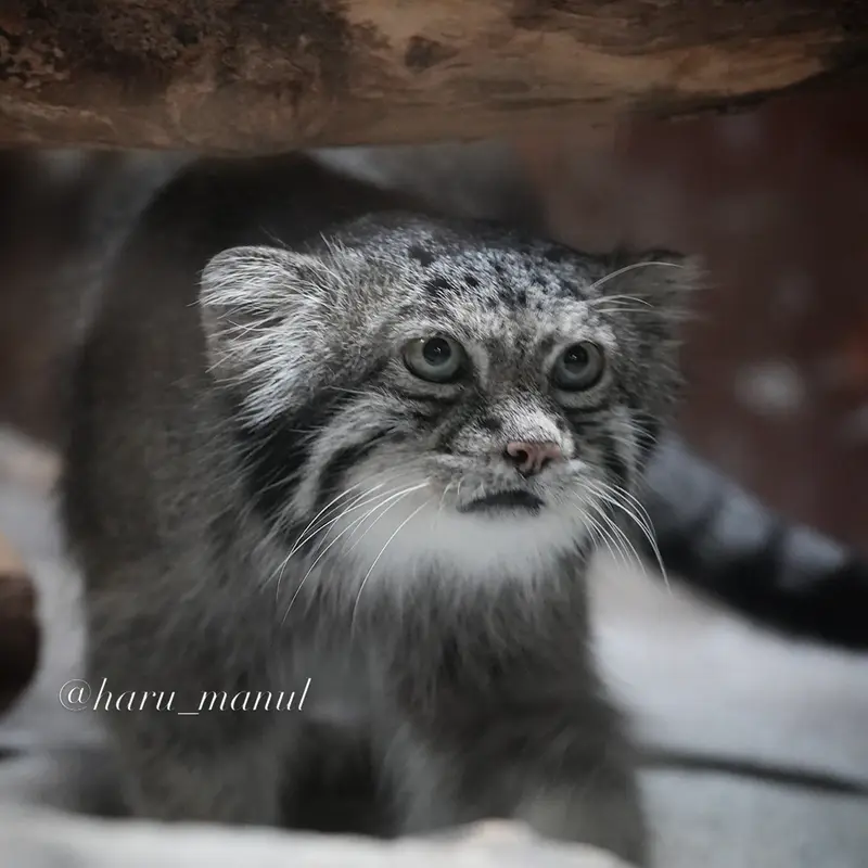 A photograph of Klyon in Ueno Zoological Gardens