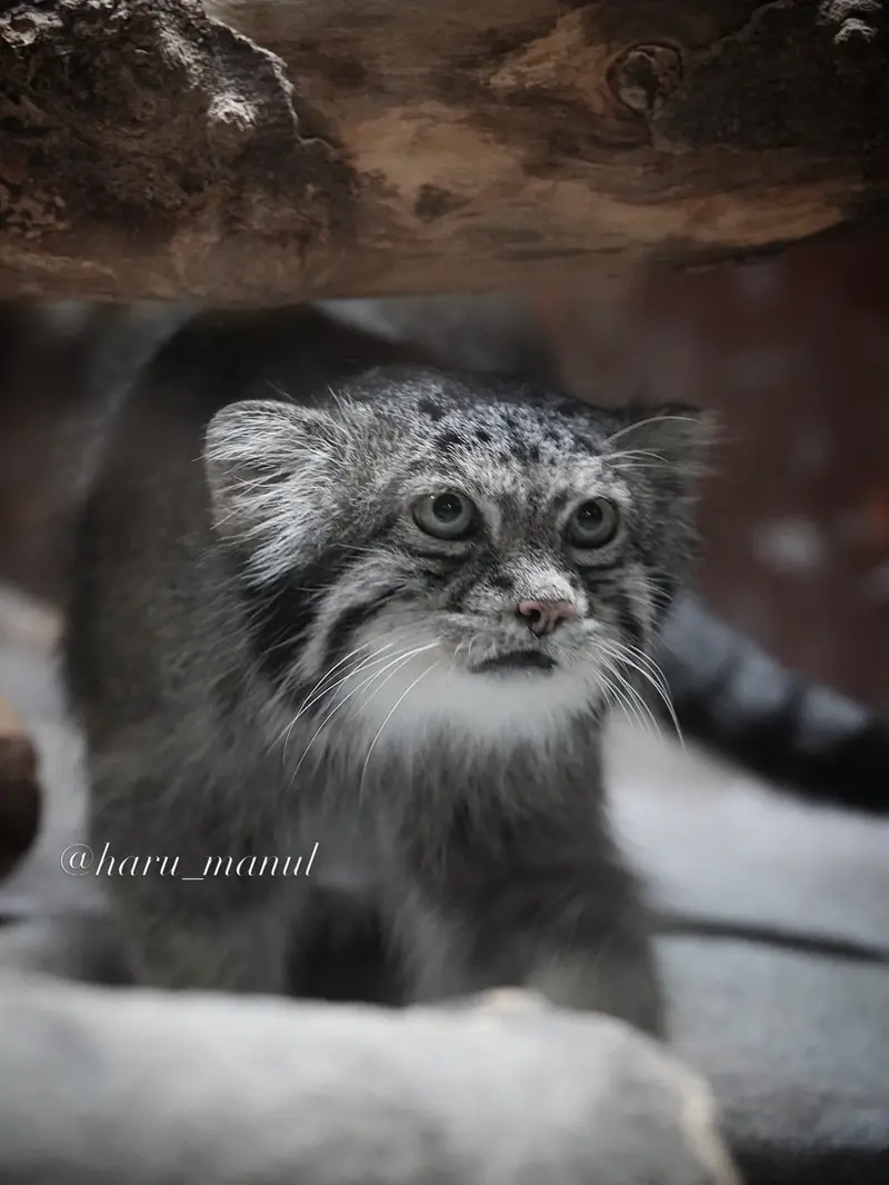 A photograph of Klyon in Ueno Zoological Gardens
