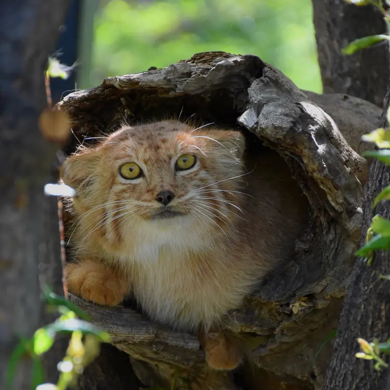 A photograph of Nano in Yerevan Zoo