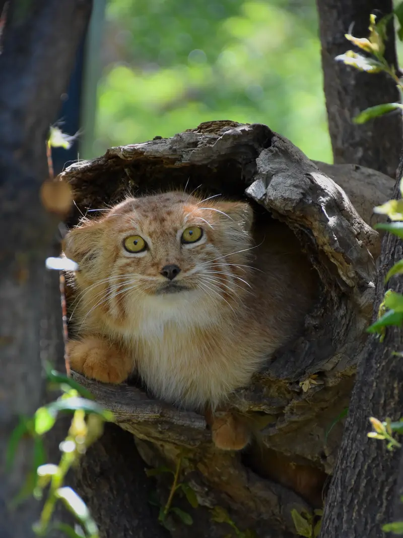 A photograph of Nano in Yerevan Zoo
