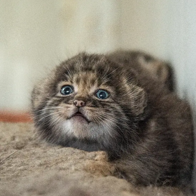 A photograph of a Pallas's cat