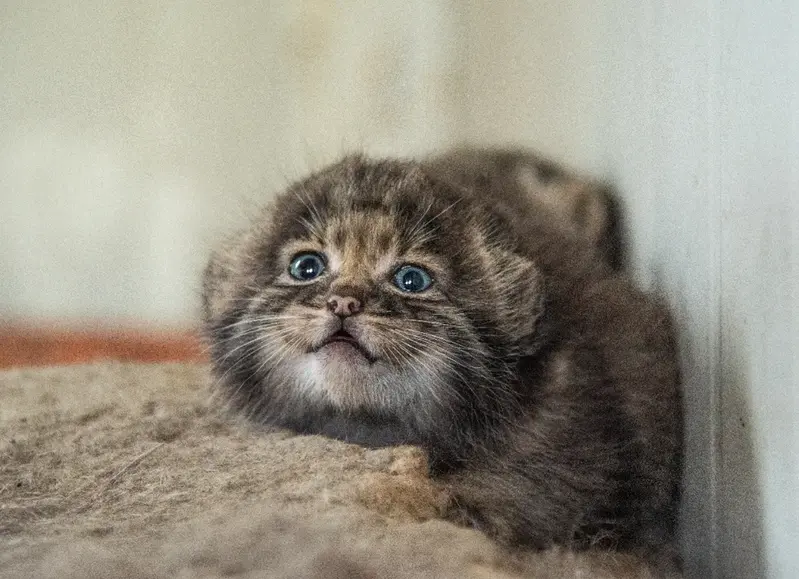 A photograph of a Pallas's cat