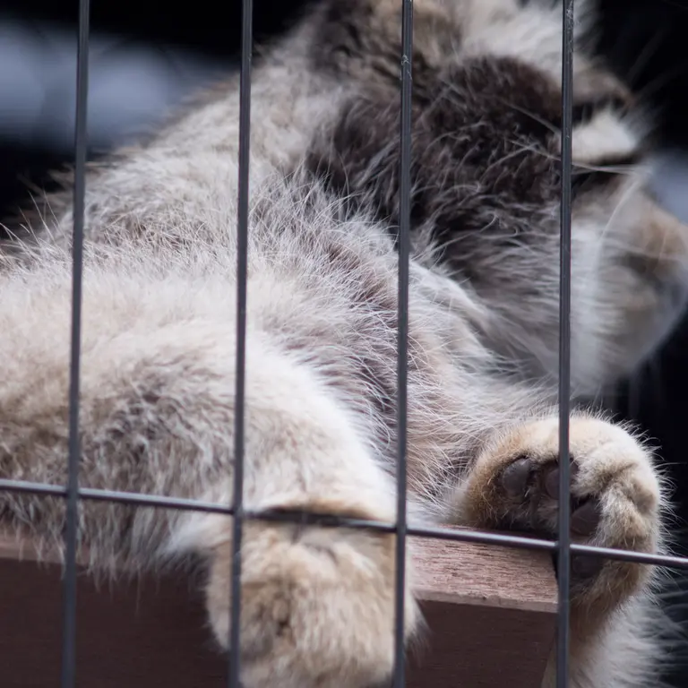 A photograph of Grusha in Asahiyama Zoo
