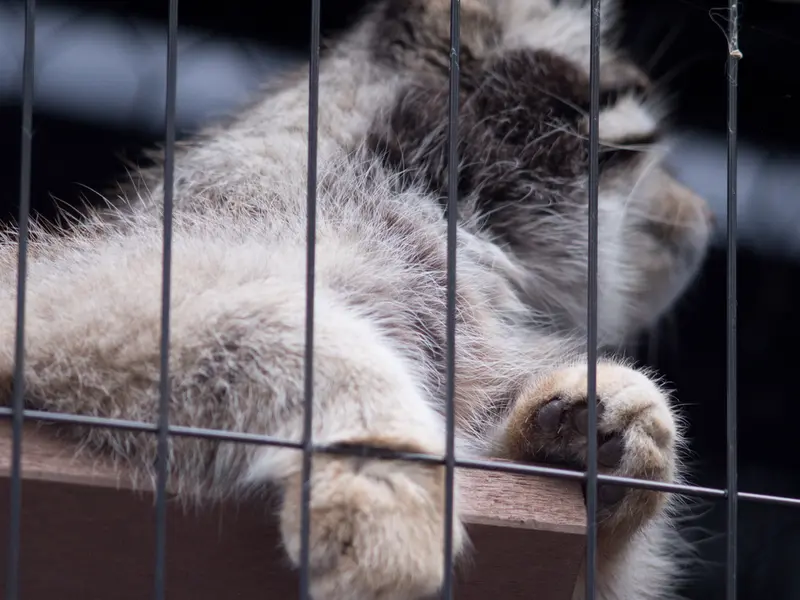 A photograph of Grusha in Asahiyama Zoo