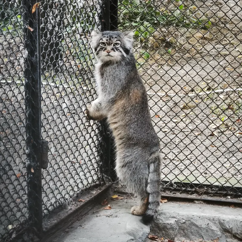 A photograph of George in Novosibirsk Zoo