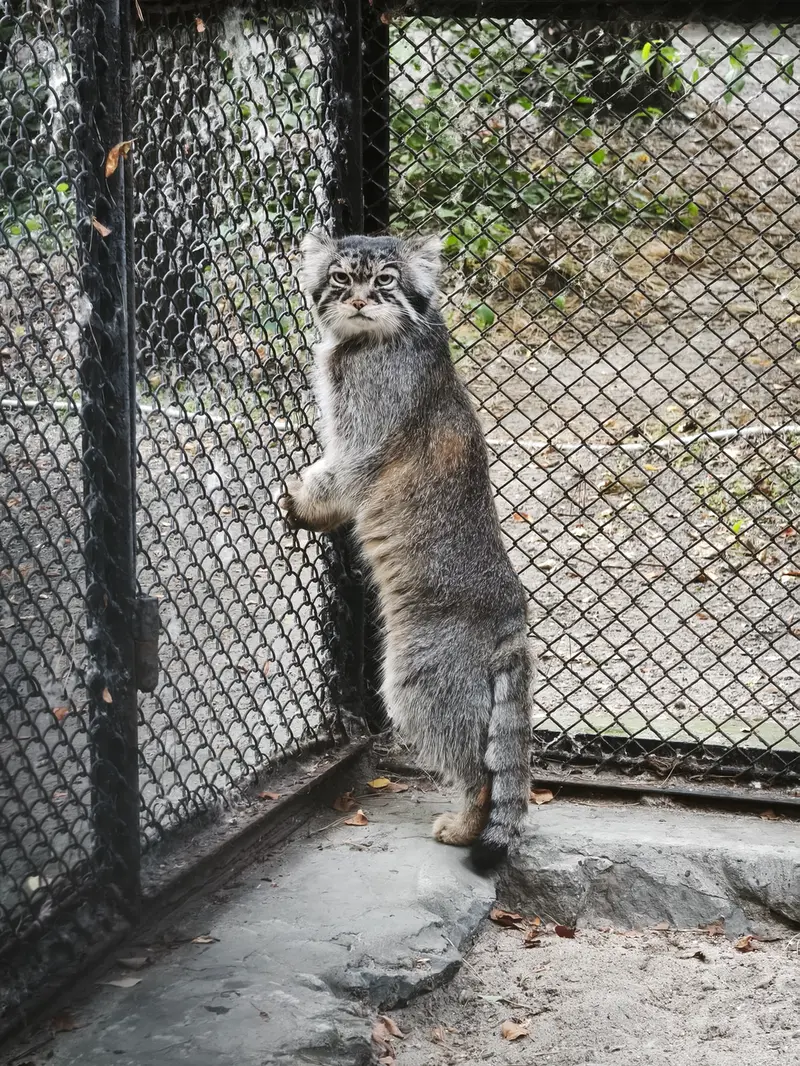 A photograph of George in Novosibirsk Zoo