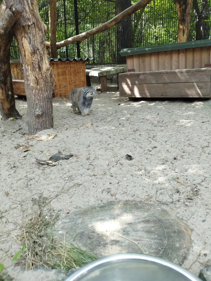 A photograph of a Pallas's cat in Novosibirsk Zoo