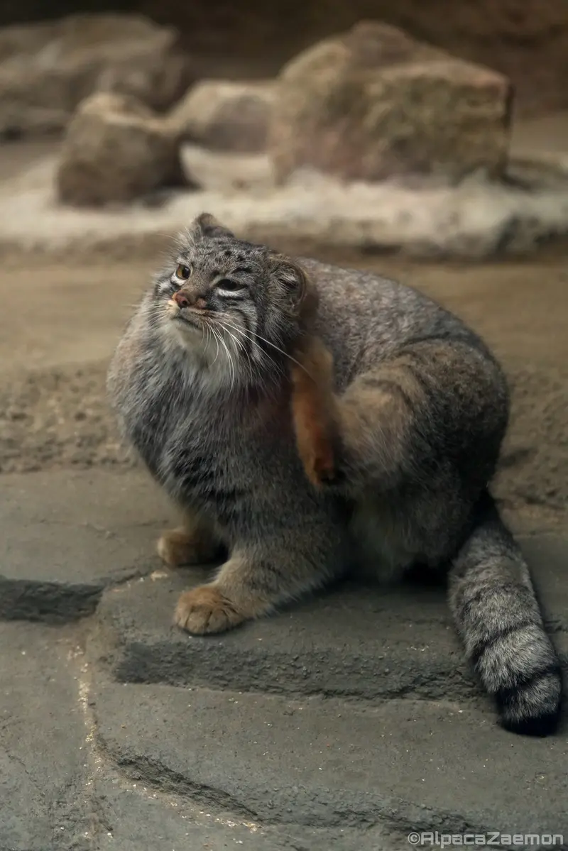 A photograph of Mei in Kobe Animal Kingdom