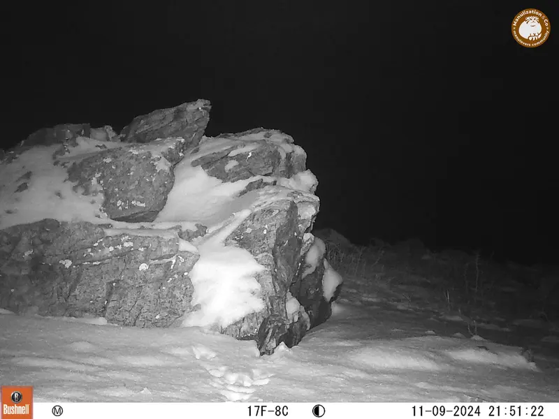 A photograph of a Pallas&#039;s cat from Karashoky camera trap
